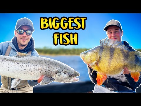 Top 3 Best Catches of THE YEAR