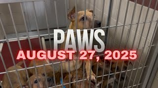 PAWS Pet Update: Meet This Week’s Cats & Dogs Ready for Adoption