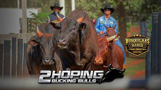 TREINO DE RODEIO COMPLETO EM TOUROS  - 2 HOPING BUCKING BULLS