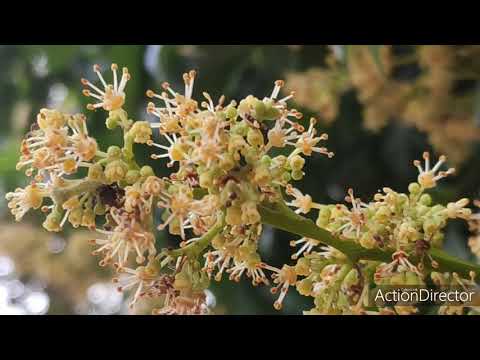 Lichi flowers & tree