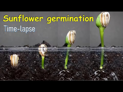 Sunflower germination time-lapse