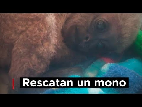 En Tabio rescatan un mono churuco