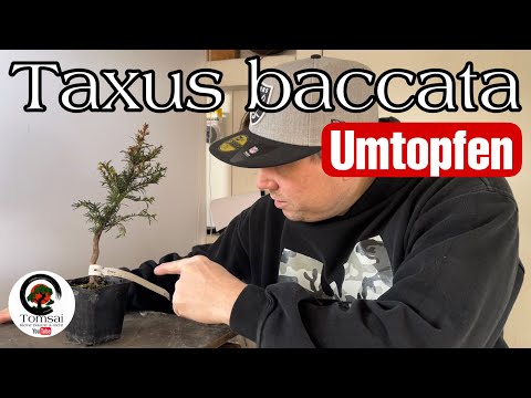 Taxus baccata Rohling zum Bonsai 8/23