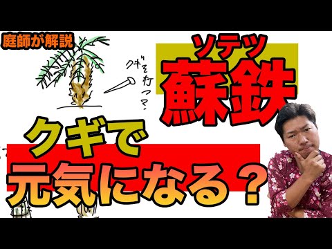 ソテツの雄円錐形