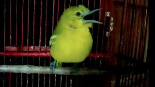 Download lagu Suara burung sirtu/cipow muda GACOR emosi fighter || pancingan sirtu bahan agar bunyi mp3