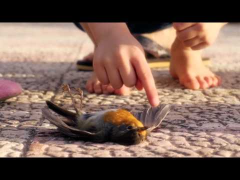 "STOP dem Vogelmord" Fernseh- und Kino-Spot mit Hannes Jaenicke!