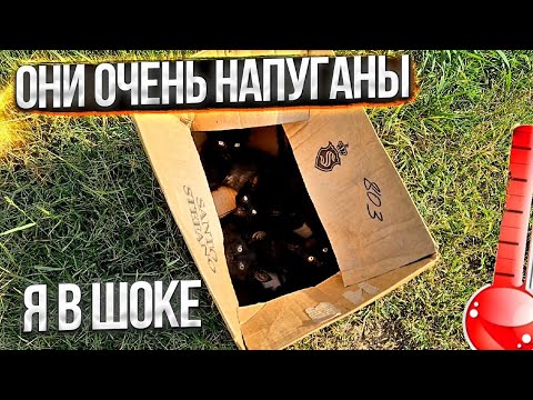 За городом в 40° жару выкинули котят от своей кошки на смерть😱