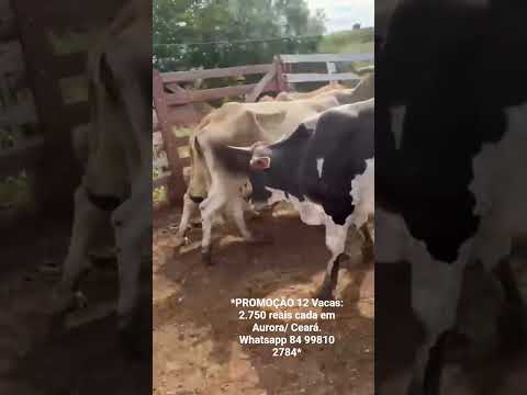 12 Vacas: 2.750 reais cada em Aurora/ Ceará. Whatsapp 84 99810 2784*#gado #boi
