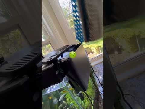 Weekly 20 gallon water and filter change #satisfying