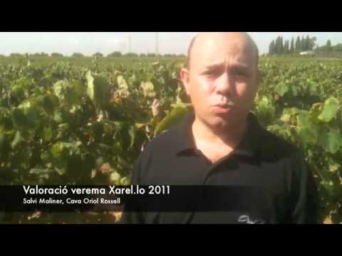 Cava Oriol Rossell - Verema Xarel.lo