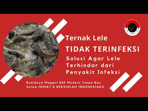 Jahe vodka dengan madu untuk potensi Obat meningkatkan potensi tanpa resep