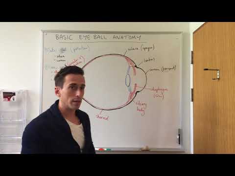 Basic Eye Anatomy and Physiology