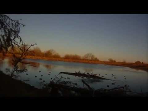 Quick Limit of Ducks