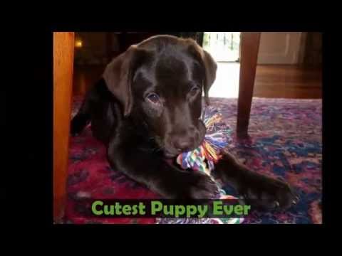 Chocolate Therapist in Panama Drug Rehab