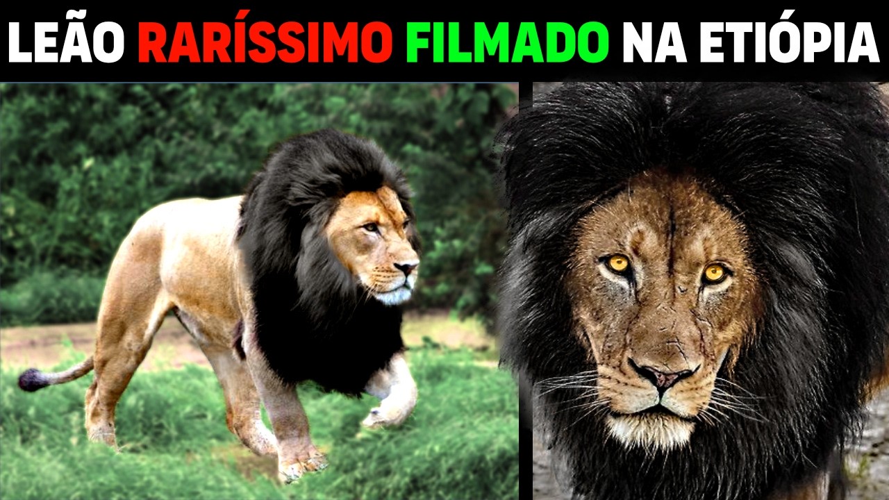 SUPER RARE Lion FILMED in Ethiopia | The RAREST Lion in the world