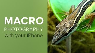 How To Shoot Close-Up and Macro Photography With Your iPhone