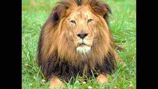 &quot;Le Roi Lion&quot; Musique de Walt Disney, L&#39;histoire de la Vie.