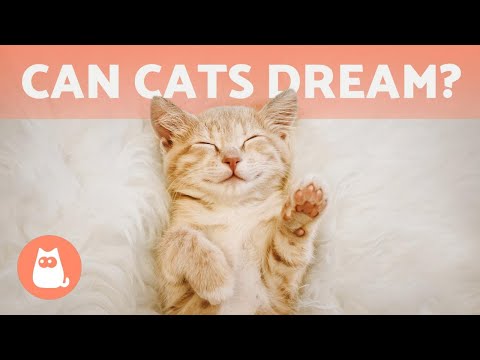 Can CATS DREAM? 😺💤 What Do They Dream About?