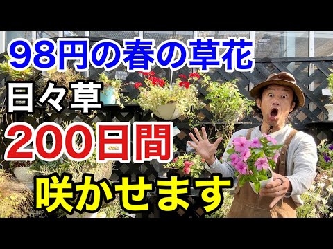 園芸 シモナンテ