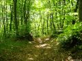 Galadriel's Song of Eldamar, I Sang of Leaves ...