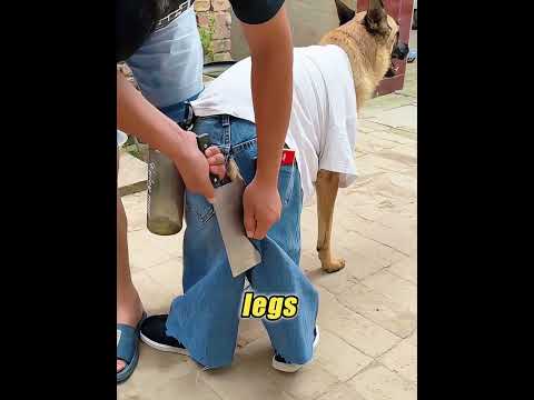 He Was Feeling Bored… So He Put Clothes on His Dog