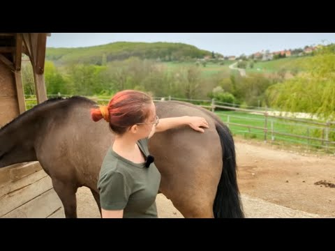Barock oder übergewichtig? PRE-Gewicht richtig einschätzen