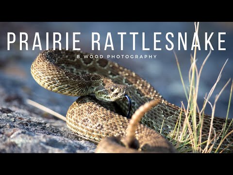 Chrastoš prerijný (Crotalus viridis) — Prairie Rattlesnake, jamkatý had