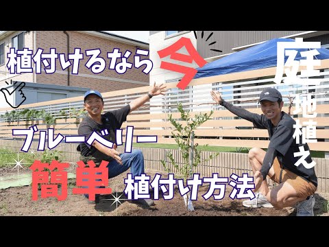 ブルーベリー、ブルーベリー