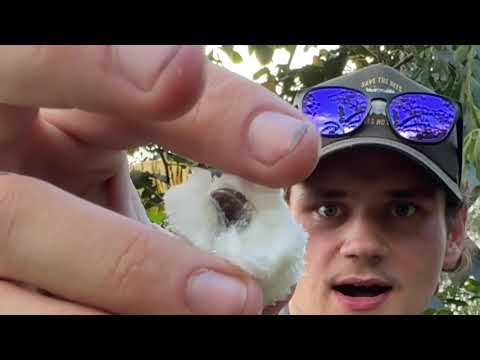 This fruit tastes like vanilla ice cream. It’s the ice cream bean fruit