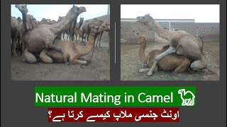 Camel Natural Mating/  اونٹ جنسی ملاپ 