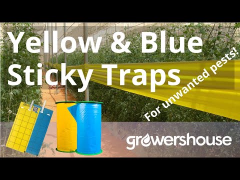 Yellow & Blue Sticky Traps for Pests & Insects