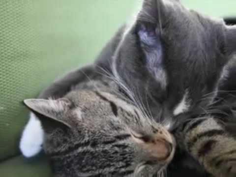 Cat's making out