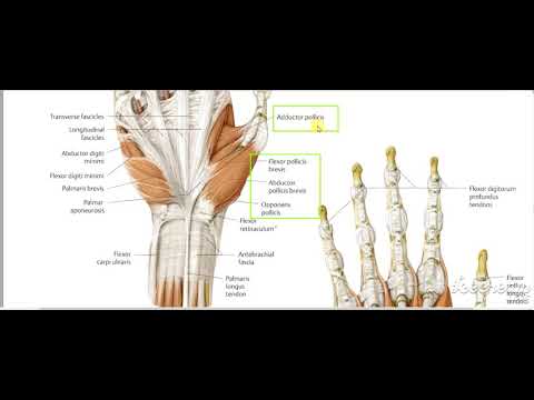 Hand muscles