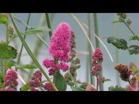 download lagu mp3 mp4 Rose Spirea, download lagu Rose Spirea gratis, unduh video klip Rose Spirea
