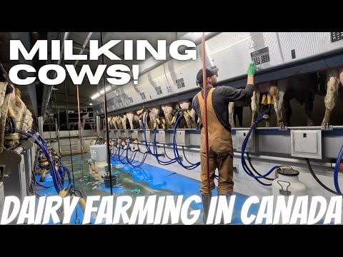 Milking Cows, New Tractor and Cutting Hay!