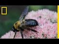 How To Train A Bumblebee Scientists Study Insect Intelligence National Geographic