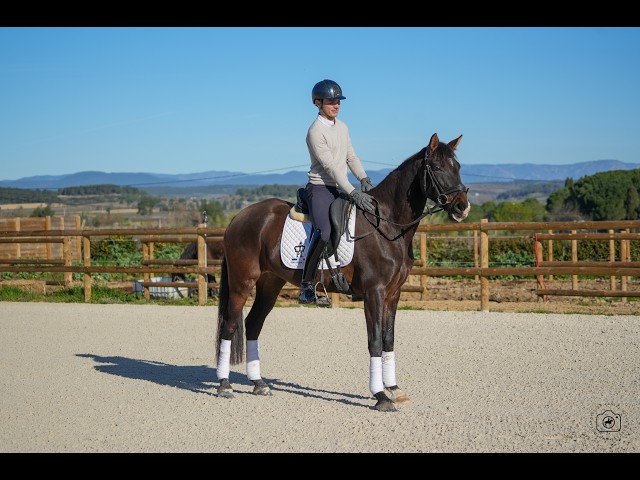 Jument - KWPN  - 6 ans - Dressage - France