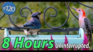 Cat TV 8 Hours of Uninterrupted Birds 🐦 and Squirrels Blue Tray and Purple Flowers