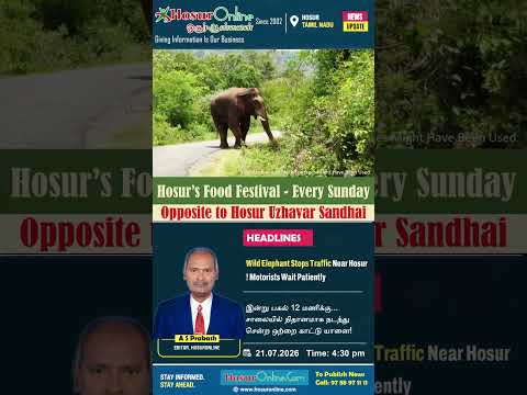 Lone Wild Elephant Spotted on Bettamugilalam Forest Road Near Hosur in Rare Daytime Sighting