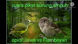 Download lagu suara pikat burung opior Jawa vs Flamboyan ampuh mp3