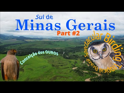 OUROS - Birding in South Minas Gerais - Spectacular Birding Tropical Brazil___MG
