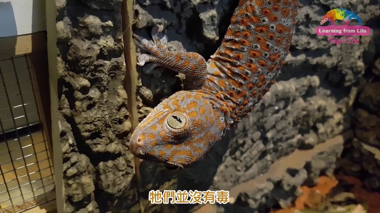 【端午佳節】習俗「驅五毒」 動物園展五毒蛇蠍