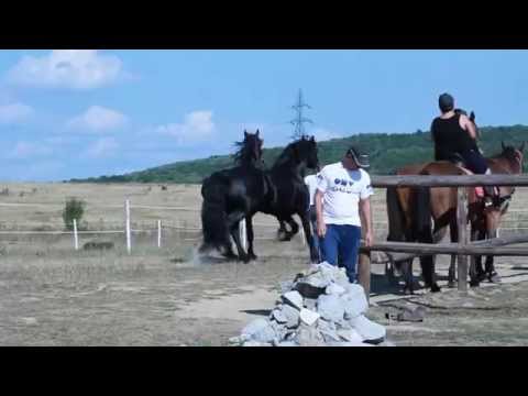 CAVALLINO MANEJ BAILE FELIX RICK&QUINTUS2