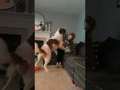 Saint Bernard trying to dominate his mama. 😲 #shorts #funnyshorts #funnydogvideo #dogs.