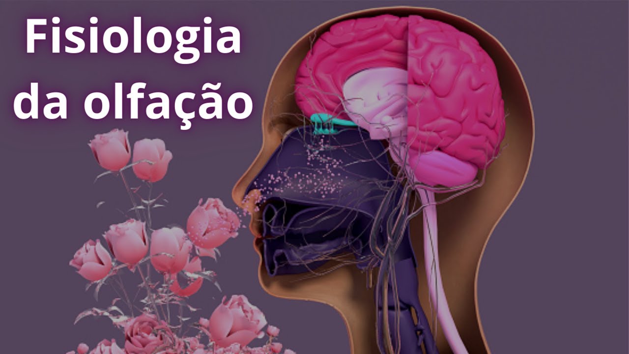 Fisiologia da olfação (via olfativa)