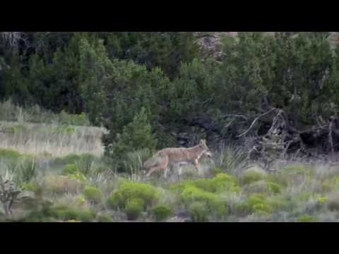 Coyotes in Santa Fe, NM