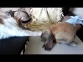 English Lop Rabbit Playing with Cats 