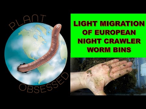 FAST LIGHT MIGRATION OF ENC WORM BIN