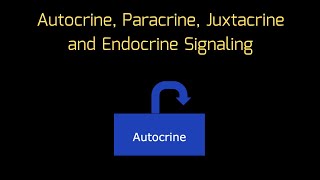 Cell Signaling in ONE MINUTE! Autocrine, Paracrine, Juxtacrine and Endocrine Signaling | MCAT |