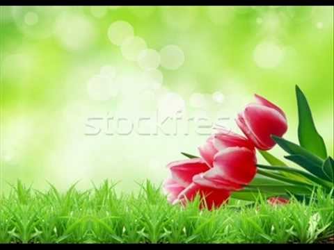 habibi habibi arabic song my Favourite song.wmv